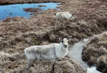 Tanah Arktik Tak Langsung Membeku, NASA Ungkap Alasannya