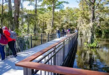 Ada Rawa di tengah Kampus, Begini Uniknya Cypress Lake di Louisiana
