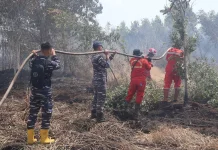 Ratusan Hektare Lahan PBPH Terbakar, Kemenhut Perkuat Cegah Karhutla Kalsel