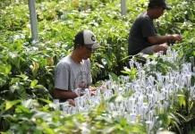 Mentan Amran Perkuat Kopi dan Kakao Lampung, 2,6 Juta Bibit Disiapkan