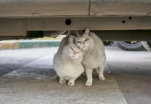 Wajib Tahu, Makanan Ini Sebaiknya Tidak Diberikan kepada Kucing
