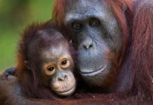 Mengapa Orangutan Penting bagi Kelestarian Hutan Tropis?