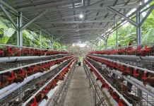 Dalam Sepekan, Arahan Mentan Amran Jadi Langkah Konkret Lindungi Peternak Ayam Ras
