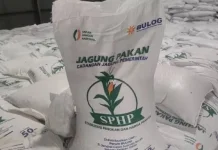 Kementan Kawal SPHP Jagung bagi Peternak, Penyaluran Telah Mencapai 127 Ribu Ton