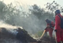 BRIN Teliti Formula Singkong untuk Pengendalian Karhutla