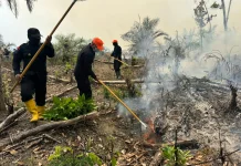 Brimob Polda Jambi Gerak Cepat Padamkan Karhutla di Kabupaten Tebo