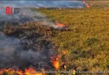 Cegah Karhutla Meluas, BPBN: Lapor di 117 jika Temukan Titik Api