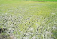 Kementan: 3.233 Hektare Sawah Lamongan Berhasil Dialiri Air