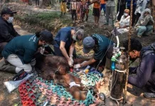 Terpapar Asap Karhutla, BKSDA Kalimantan Selamatkan Orang Utan yang Pingsan