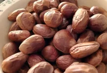 Tak Hanya Daging Buah, Biji Cempedak ternyata Bisa Dimakan