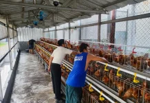 Rumah Tahanan Cipinang Budidayakan Ratusan Ayam Petelur untuk Warga Binaan