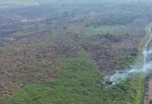 TN Berbak Pulihkan Ekosistem Lahan Pascakarhutla
