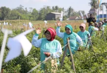 SIMODIS® untuk Perlindungan Hama Cabai, Diluncurkan oleh Syngenta Indonesia