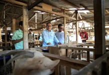 Kemenko Pangan Dorong Hilirisasi Susu Kambing