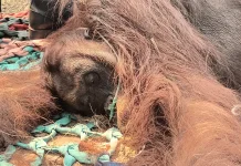 Orangutan Sempurna Mati, BKSDA Temukan Gangguan Paru-paru