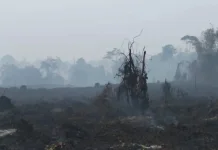 BMKG Deteksi 2.671 Titik Panas di Sumatra, Riau Capai 235 Hotspot