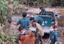 BKSDA Jambi Rehabilitasi Lima Orangutan Sumatra dari Riau dan Sumut