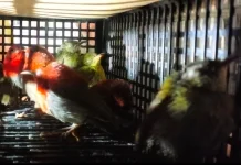 Penyelundupan 101 Burung ke Sri Lanka Digagalkan di Soetta