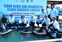 Bapanas Dorong Budidaya Lobster Bernilai Tambah Ekonomi