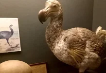 Mengenal Burung Dodo dan Kisah Kepunahannya akibat Perbuatan Manusia