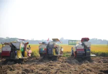 Mentan Optimistis Pangan Aman Hadapi El Niño