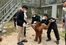 Wapres Kunjungi Pusat Rehabilitasi Orangutan di Kalimantan Tengah