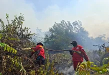 Ratusan Ribu Orang Terkena ISPA akibat Karhutla di Kalimantan dan Sumatra