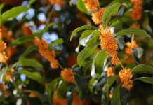 Viral Minuman Osmanthus di Drama 'The Early Spring', Ini Khasiat dan Olahannya!