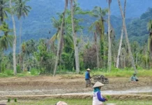 Petani Aceh Tamiang Kembali Garap Sawah Pascabencana