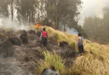 Kemenhut Bentuk Tim Khusus Selidiki Kebakaran Hutan Gunung Bromo