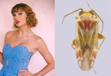 Taylor Swift Jadi Nama Genus Serangga Baru dari Australia