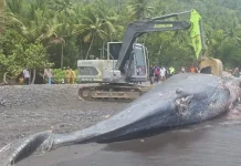 Paus Sperma Terdampar di Ternate, KKP Ungkap Hasil Identifikasi