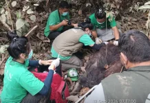 BKSDA Kaltim Tangani Dua Orangutan di Wilayah Aktivitas Manusia