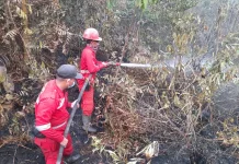 Hotspot Karhutla Naik, Kalimantan Tengah Tertinggi