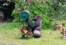 Komu, Gorila Peraih "Enrichment" pada Perayaan HUT Ke-162 Ragunan