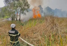 Mengapa Karhutla di Lahan Gambut Sulit Dipadamkan? Ini Penyebabnya