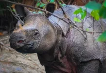 Badak Punya Penglihatan Buruk, Begini Cara Mereka Mengenali Lingkungan