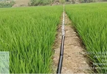 Hadapi Kekeringan, PU Pompa Air untuk 35 Hektare Sawah Lampung Selatan
