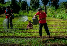 AB2TI: Angka Petani Muda Alami Penurunan