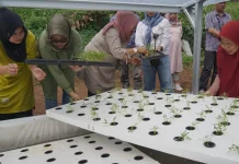 Hari Tani Nasional, ‘Urban Farming’ Jadi Solusi Bertani di Lahan Terbatas