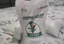 Sebanyak 1.350 Ton Jagung SPHP Disalurkan untuk Peternak Ayam di Sumut