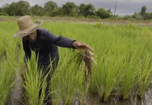 Pompanisasi Jadi Solusi Atasi Kekeringan Sawah di Tengah El Nino