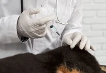 Apa yang Terjadi pada Tubuh Manusia setelah Terpapar Rabies? Ini Penjelasannya