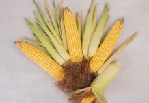 Bonggol Jagung Bukan Lagi Limbah, Kini Punya Nilai Ekonomi Tinggi
