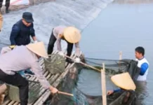 Dukung Rantai Pasok Bahan Baku SPPG, Polda Metro Jaya Panen Ikan 10 Ton