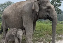 Gajah Lisa Lahirkan Anak Jantan di Tesso Nilo