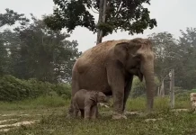 Anak Gajah Sumatera Lahir di Tesso Nilo, Bawa Harapan Baru Konservasi