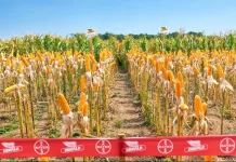 Bayer dan Petani Jagung Tunjukkan Potensi DEKALB DK79C
