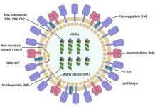 Dinkes DKI Jakarta Pantau Penyebaran Virus Influenza lewat Faskes Sentinel