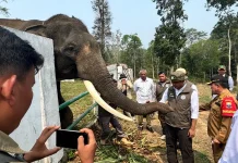 Kemenhut Libatkan Masyarakat Perkuat Koridor Gajah Sumatra
